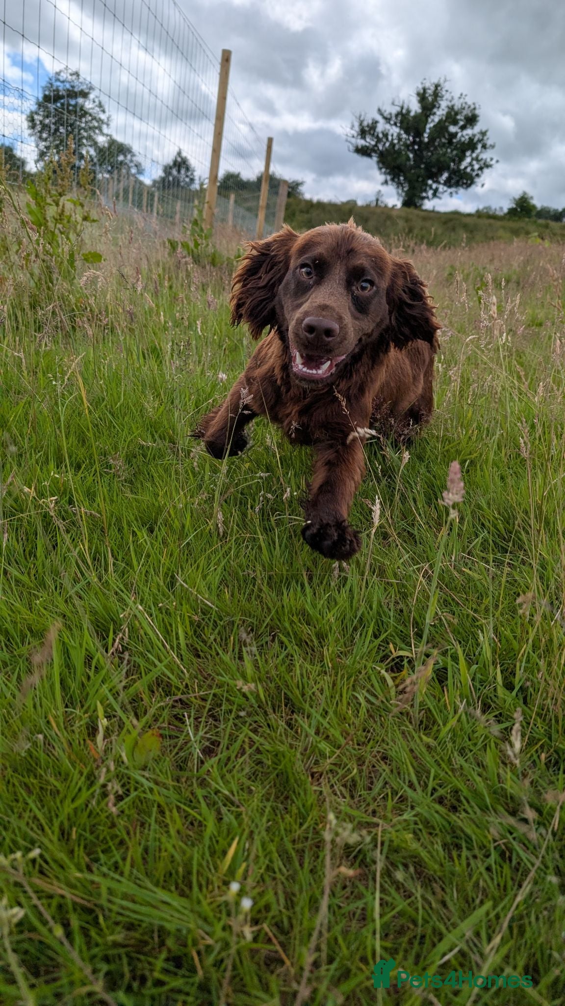 Cocker Spaniel dogs Chib - Young Cocker Male Needing Active Home - Advert 2