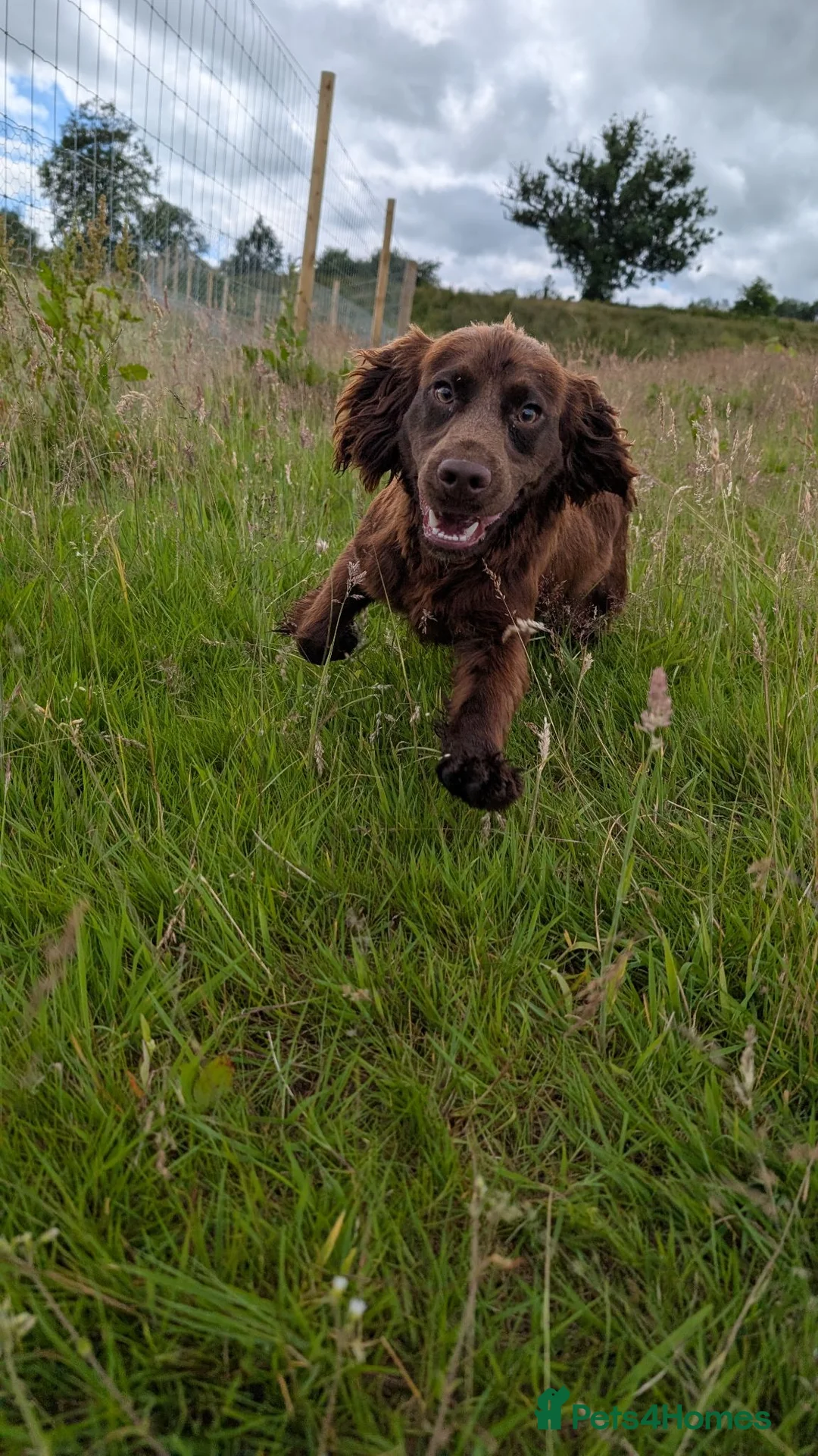 Cocker Spaniel dogs for sale: Chib - Young Cocker Male Needing Active Home - Advert 2