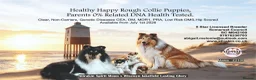 Rough Collie dogs for sale: HAPPY HEALTHY FREE DM-CEA-MDR1-PRA. NO INBREEDING. - Advert 1
