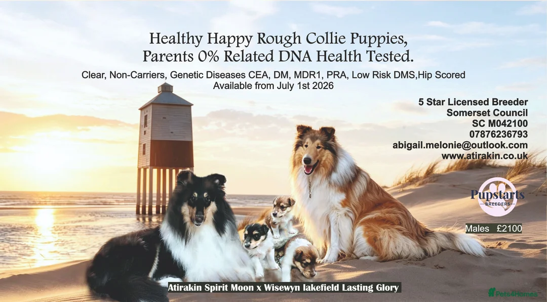 Rough Collie dogs for sale: HAPPY HEALTHY FREE DM-CEA-MDR1-PRA. NO INBREEDING. - Advert 1
