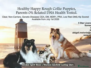Rough Collie dogs HAPPY HEALTHY FREE DM-CEA-MDR1-PRA. NO INBREEDING. - Advert 1
