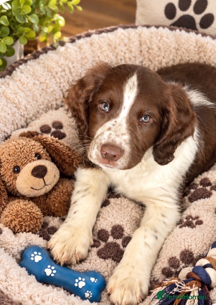 English Springer Spaniel dogs Working English Springer Spaniel Puppies - Advert 1