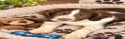 English Springer Spaniel dogs for sale: Working English Springer Spaniel Puppies - Advert 1