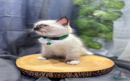 Ragdoll cats for sale: 💎 Purebred Ragdoll kittens-Champion Bloodlines 💎 - Image 10
