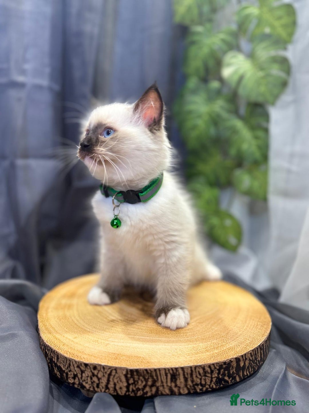 Ragdoll cats for sale: 💎 Purebred Ragdoll kittens-Champion Bloodlines 💎 - Image 10