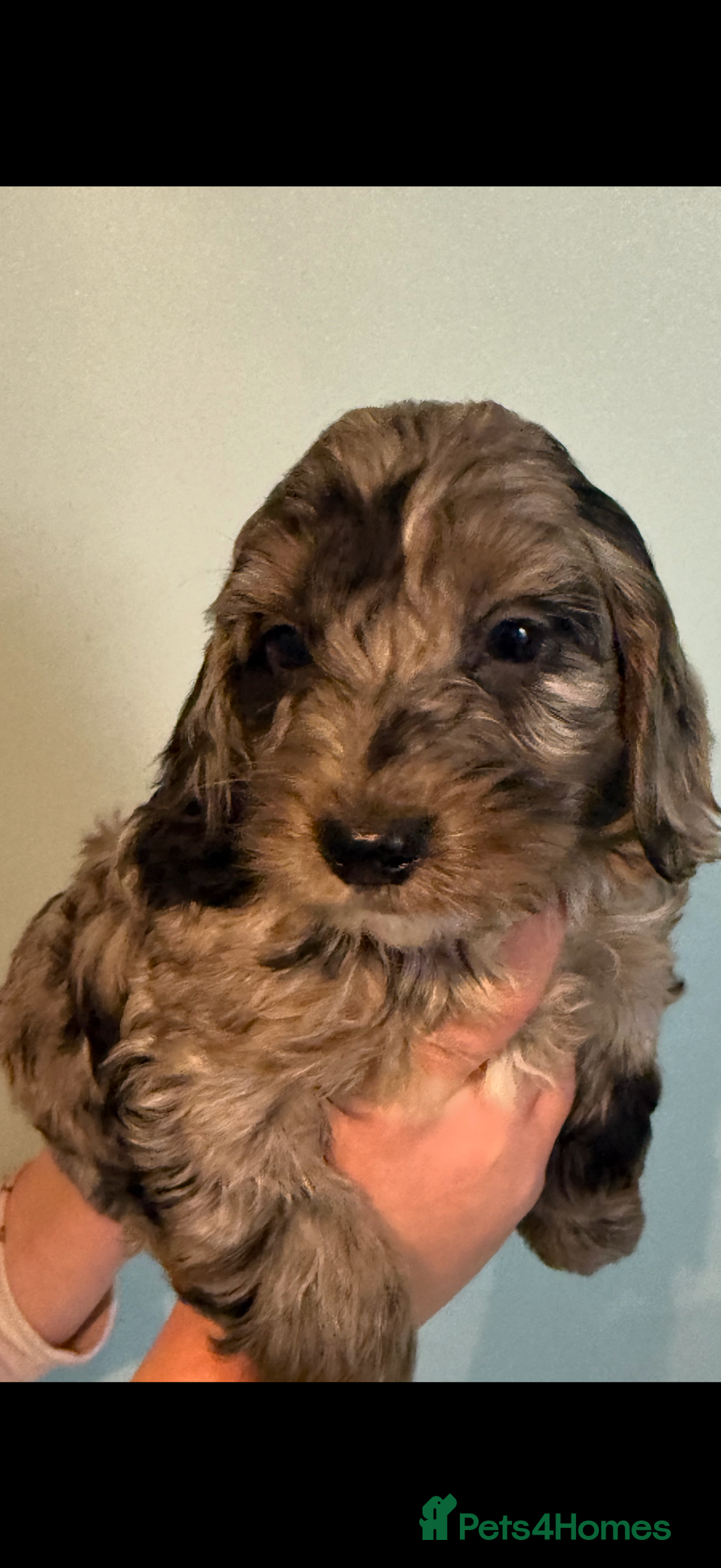 Cockapoo dogs for sale: Stunning F1B Cockapoos  - Advert 1