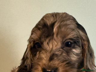 Cockapoo dogs Stunning F1B Cockapoos - Advert 1