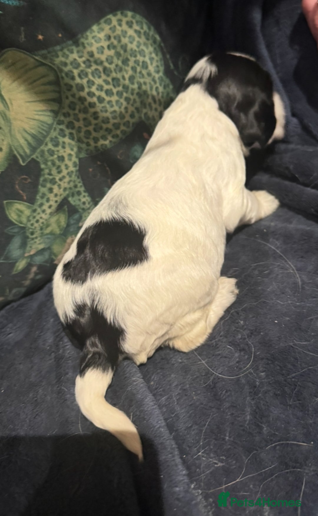 Cocker Spaniel dogs for sale: KC show cocker puppies black white blue roan - Image 8