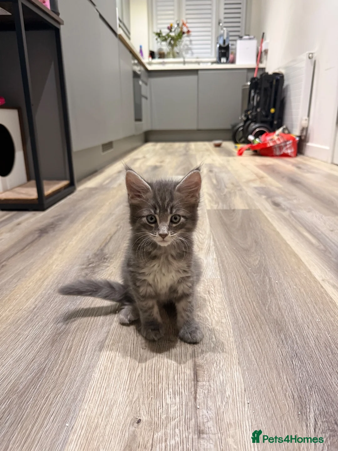 Mixed Breed cats for sale: Raccoon Kittens  - Advert 2