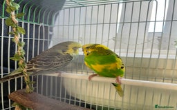 Budgerigars birds for sale: Friendly Budgies Looking for a New Home - Advert 15