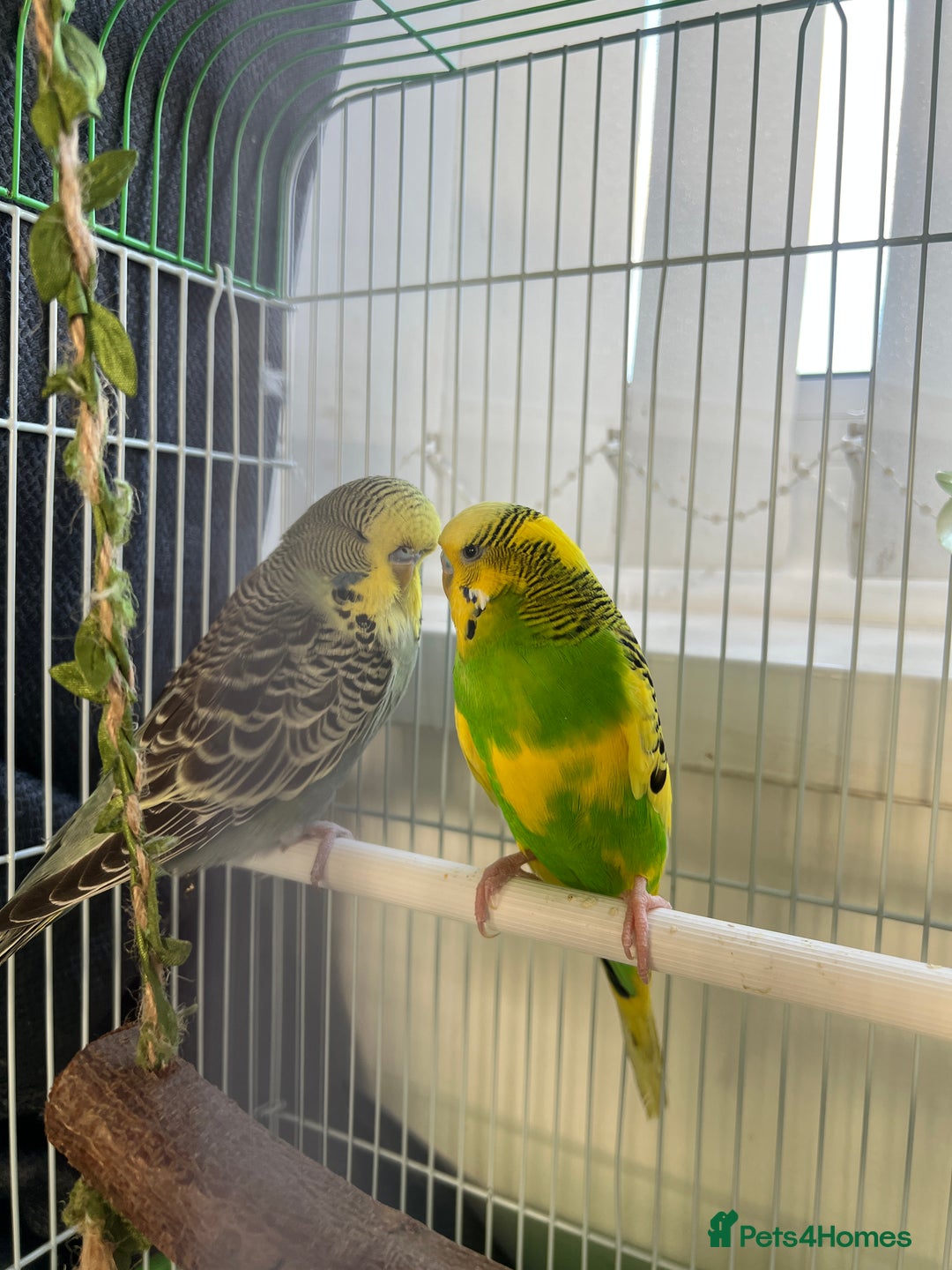 Budgerigars birds for sale: Friendly Budgies Looking for a New Home - Advert 15