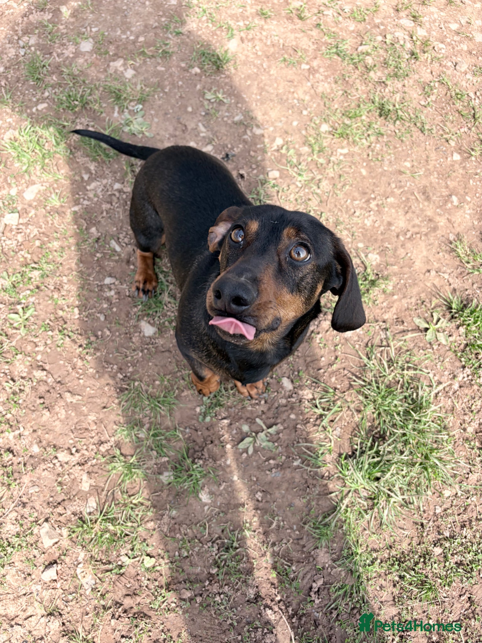Dachshund dogs Miniature Dachshund x Dachshund Cross for Sale - Advert 1