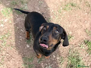 Dachshund dogs Miniature Dachshund x Dachshund Cross for Sale - Advert 12