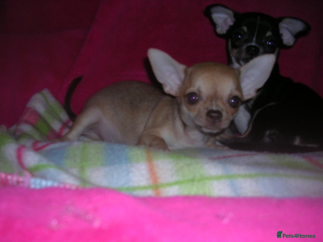 Chihuahua dogs for sale: Pedigree Chihuahua puppies - Image 3
