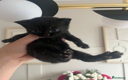 Persian cats for sale: Half Persian Kittens  - Image 8