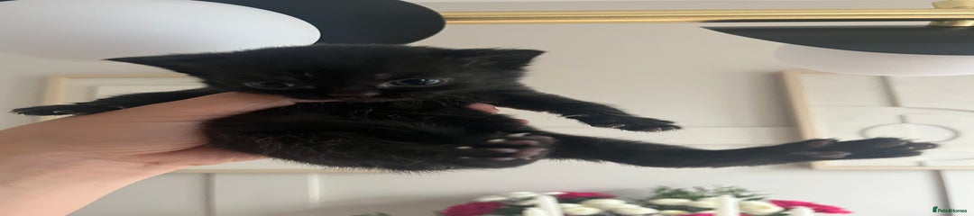 Persian Kitten 3
