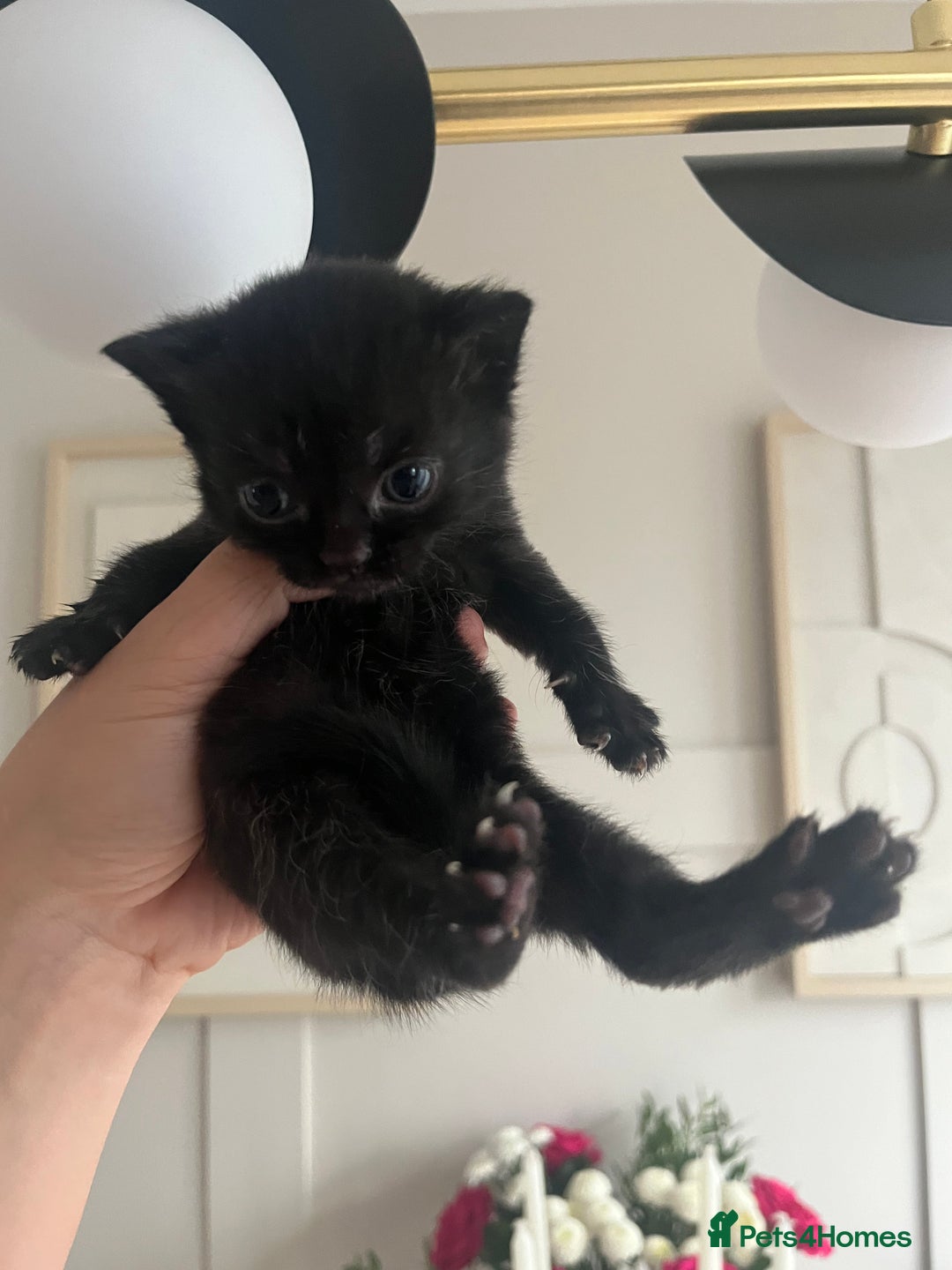 Persian cats for sale: Half Persian Kittens  - Image 8