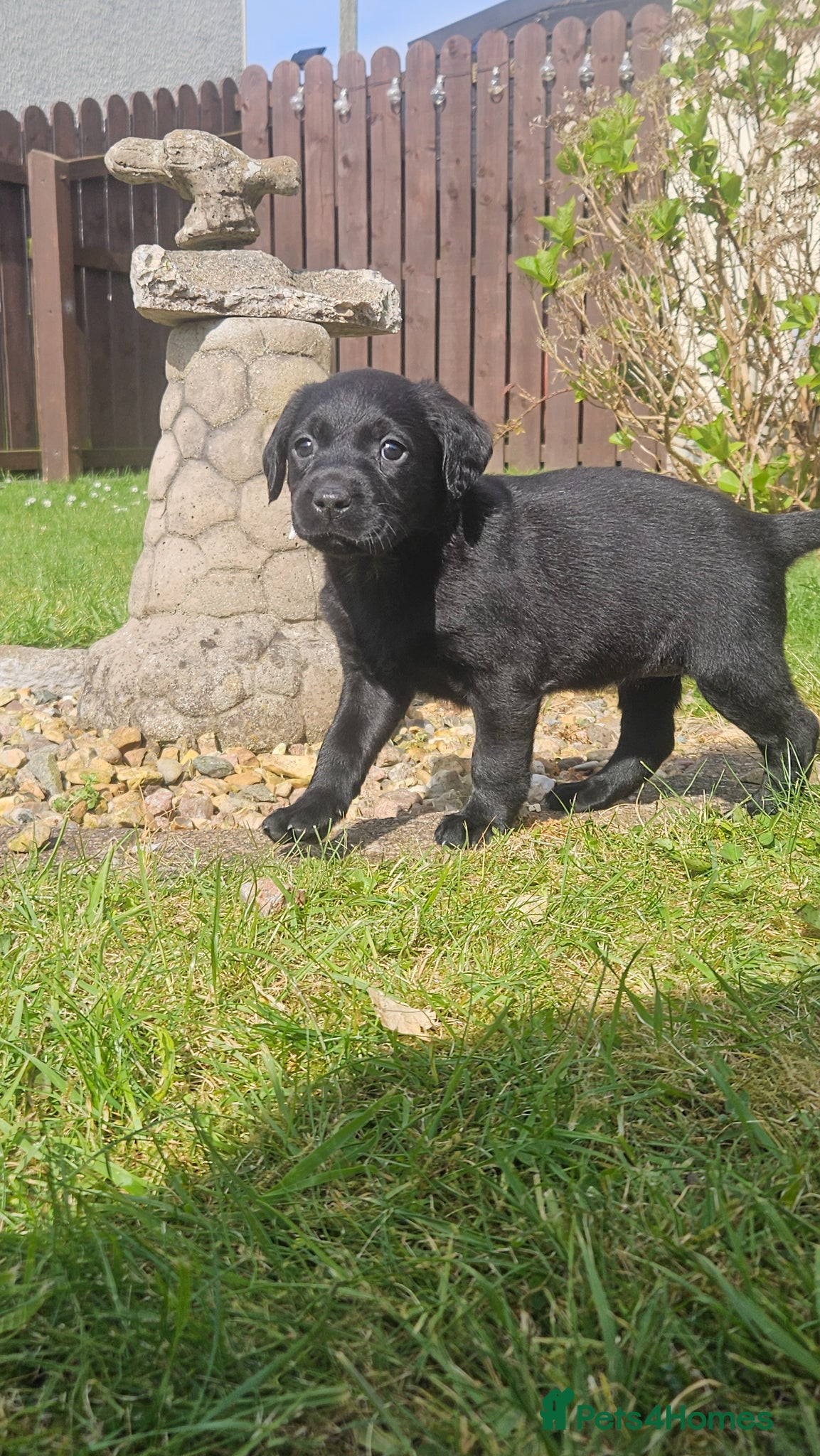 Cockerdor dogs Cockadors - Advert 1