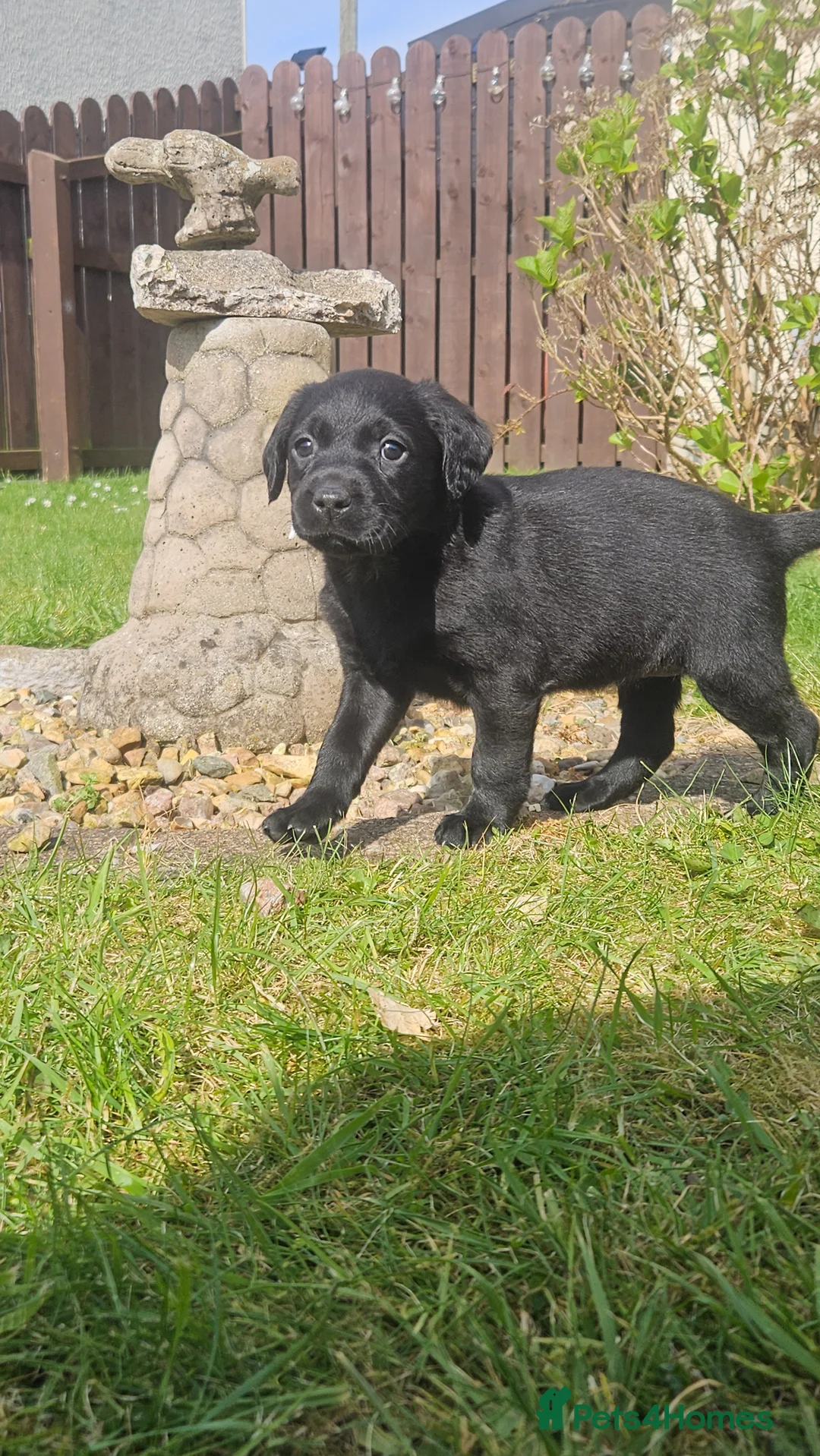 Cockerdor dogs for sale: Cockerdors - Advert 1