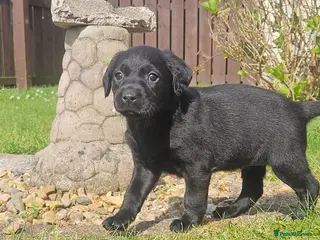 Cockerdor dogs Cockerdors - Advert 2