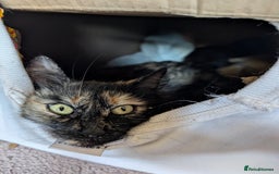 British Shorthair cats for sale: Adventurous Ginger Tom  looking for a forever home - Image 4