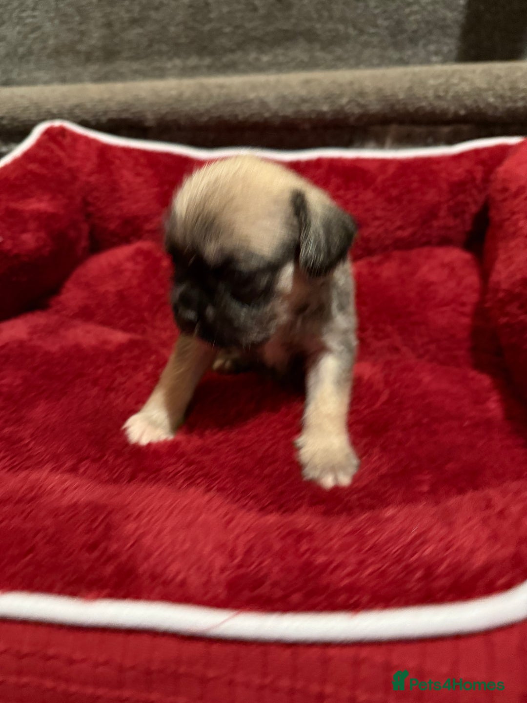 Mixed Breed dogs for sale: Beautiful Little Bundles Of Joy - Image 2