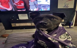 Mixed Breed dogs for sale: 4 year old husky cross - Advert 7