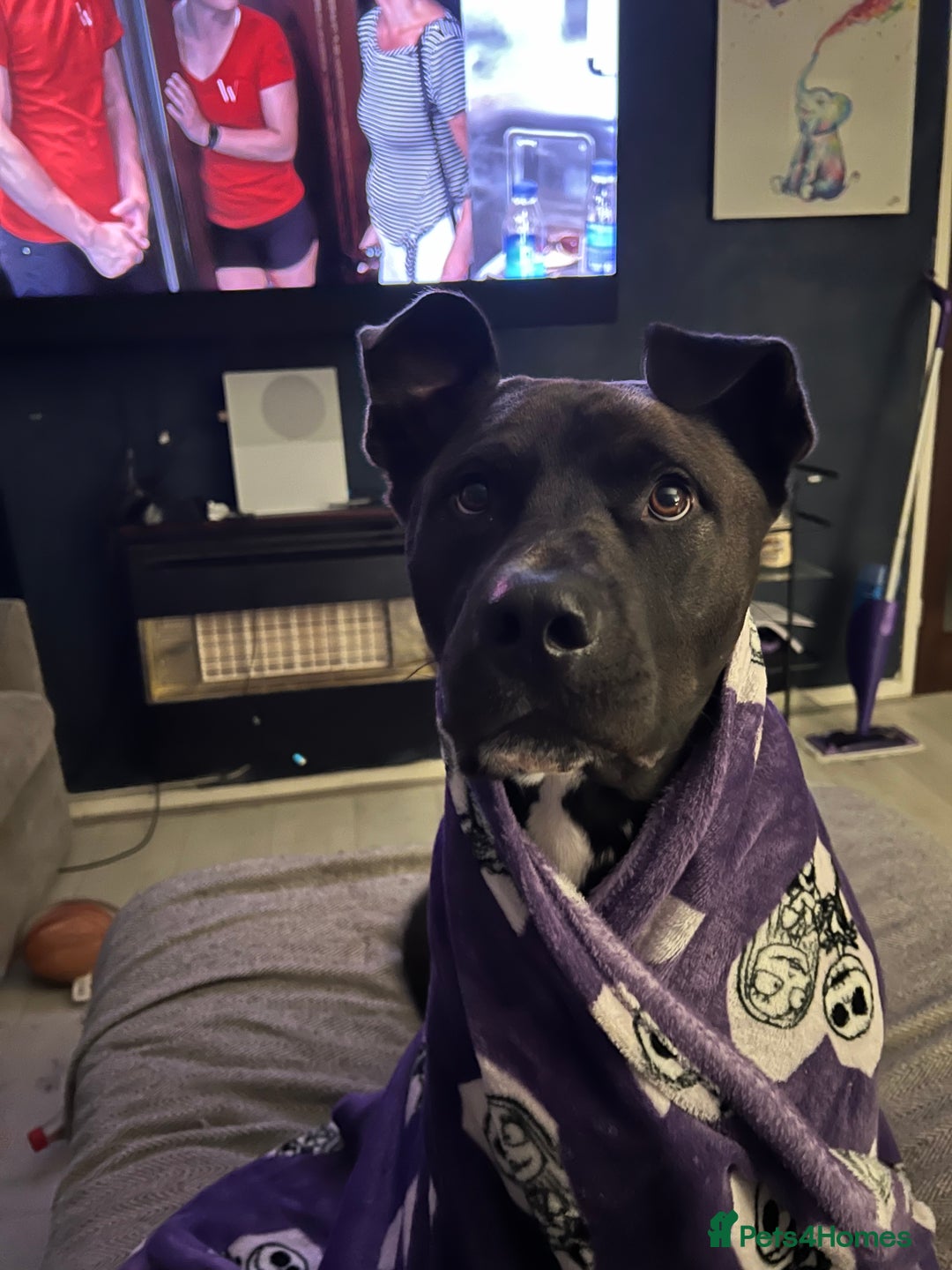 Mixed Breed dogs for sale: 4 year old husky cross - Advert 7