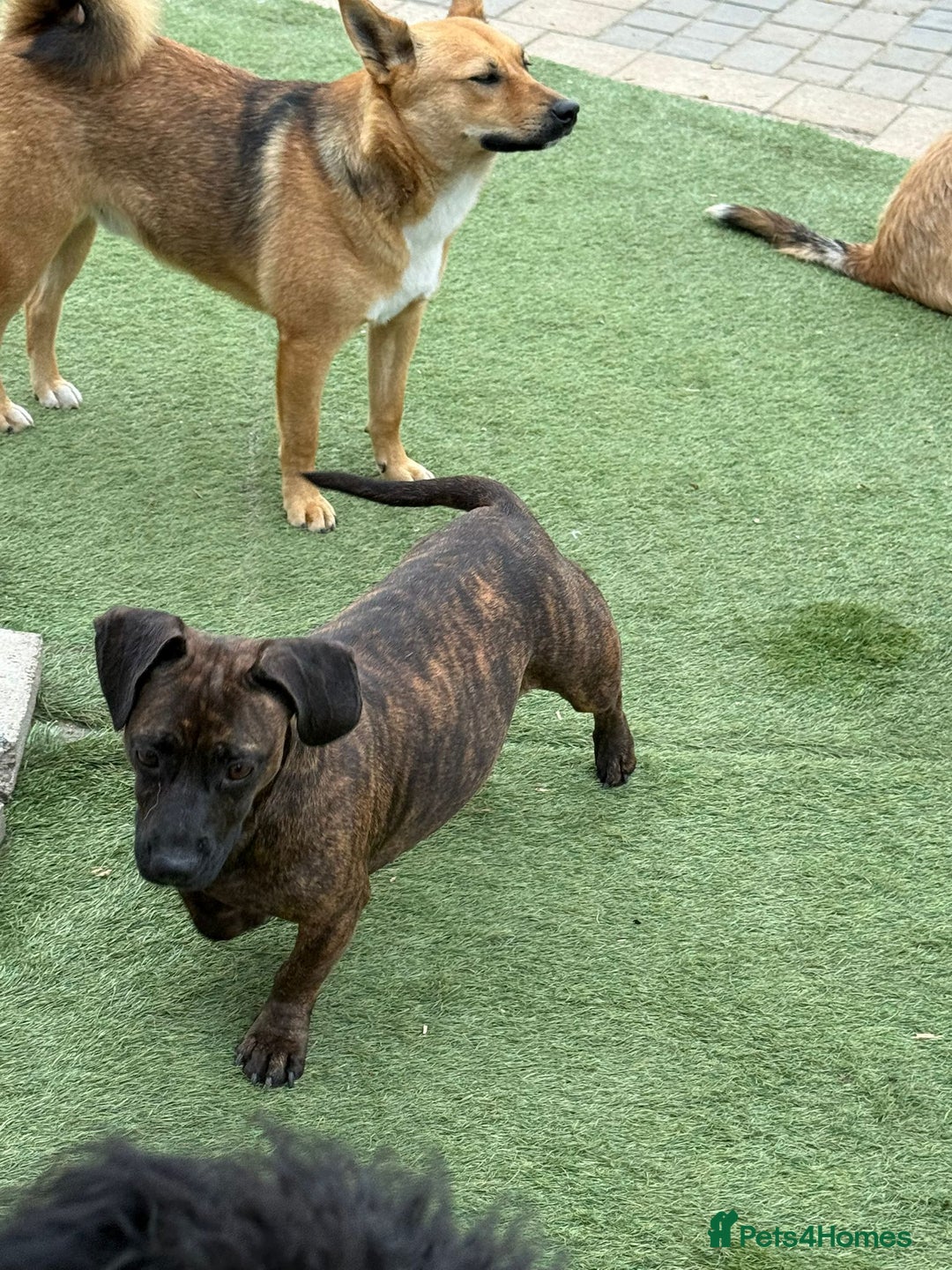 Mixed Breed dogs for adoption: Cutie Mimmi looking for love - Advert 9