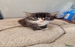 Mixed Breed cats for sale: 9 adorable Disney kitten couples  - Image 30