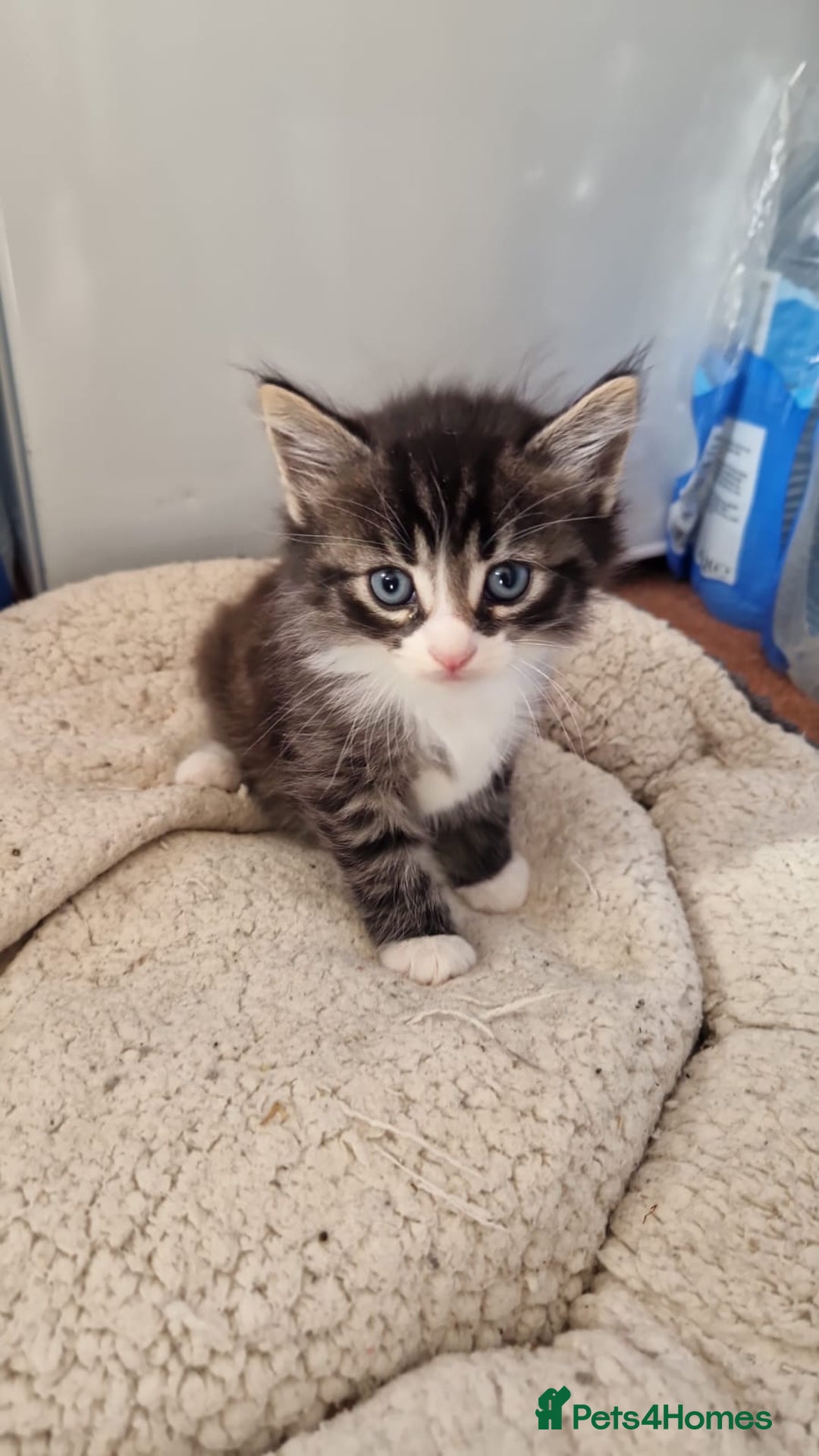 Mixed Breed cats for sale: 9 adorable Disney kitten couples  - Image 30