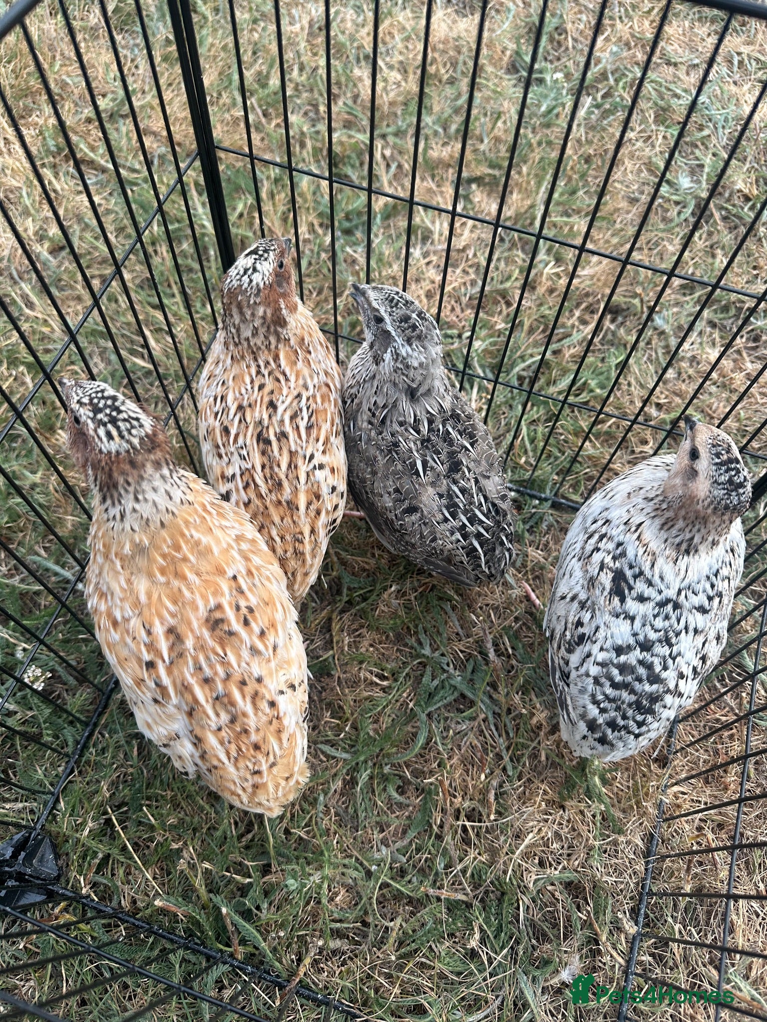 Quail poultry Quail (male) - Advert 1