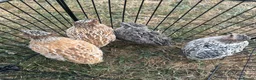 Quail poultry for sale: Quail (male) - Advert 1
