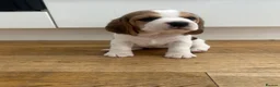 Beagle dogs for sale: Exceptional Breed Beagle Puppies - Advert 5