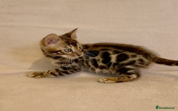 Bengal cats for sale: 🐾 Purebred BENGAL kittens🐾 - Image 13