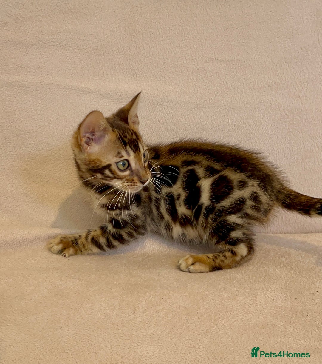 Bengal cats for sale: 🐾 Purebred BENGAL kittens🐾 - Image 13
