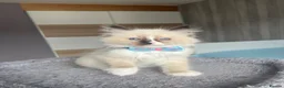 Ragdoll cats for sale: Pedigree Ragdoll kittens  - Advert 16