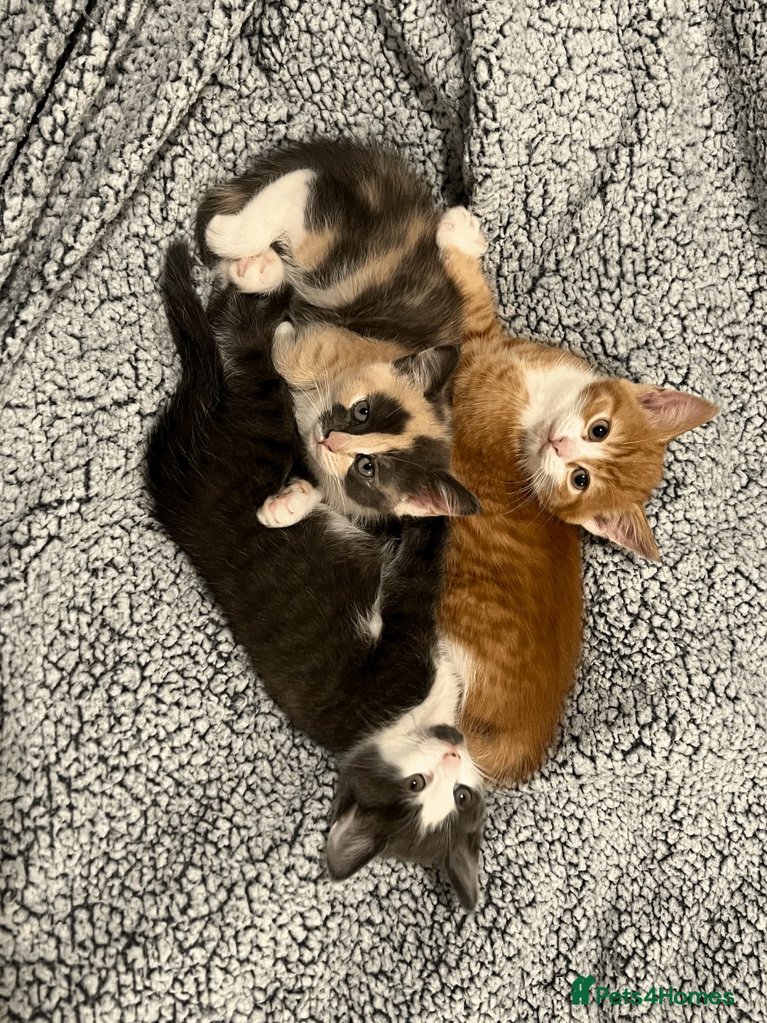 Domestic Shorthair cats for sale: Adorable Kittens Looking for Their Forever Homes - Advert 24
