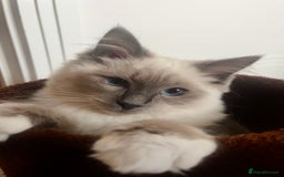Ragdoll cats for sale: Gorgeous Mitted Bluepoint Ragdoll - Image 8
