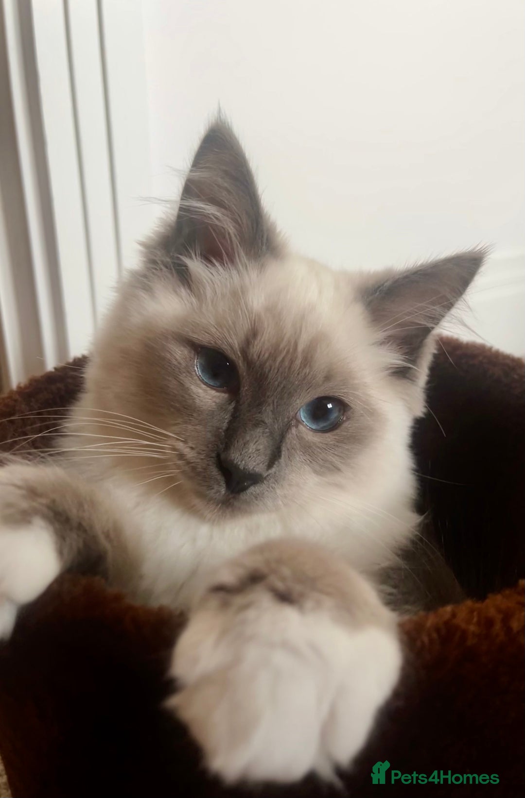 Ragdoll cats for sale: Gorgeous Mitted Bluepoint Ragdoll - Image 8