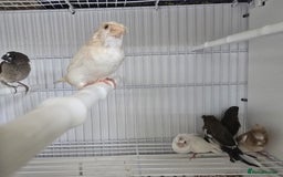 Finches birds for sale: Bengalese finch - Image 2