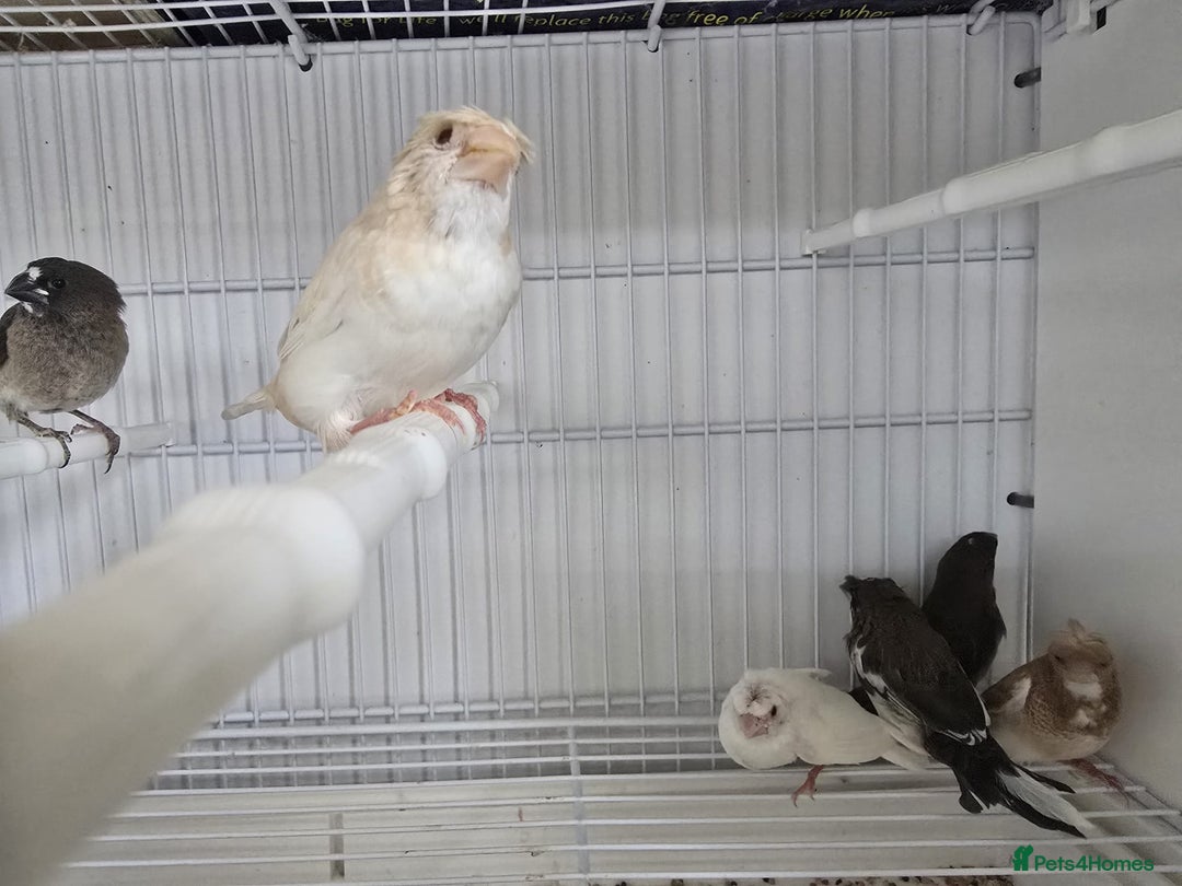 Finches birds for sale: Bengalese finch - Image 2