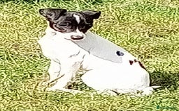 Italian Greyhound dogs for sale: Italian greyhound  - Image 9