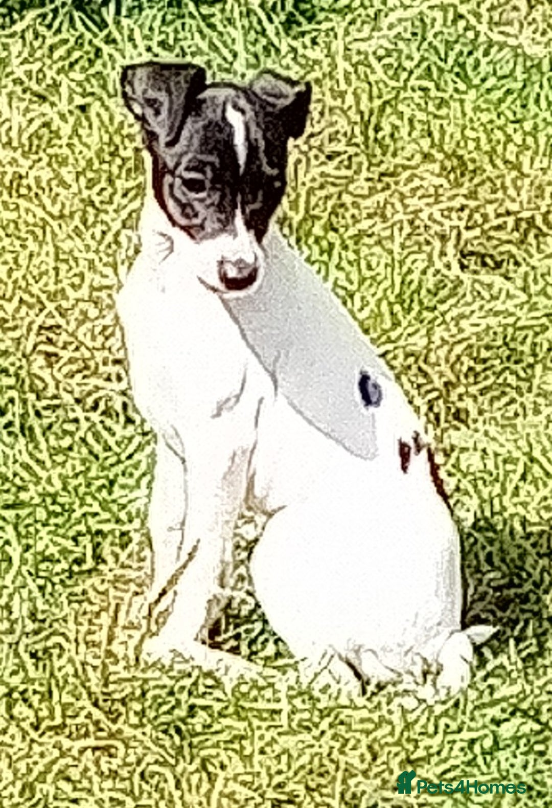 Italian Greyhound dogs for sale: Italian greyhound  - Image 9