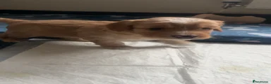 Cockapoo Puppy 1