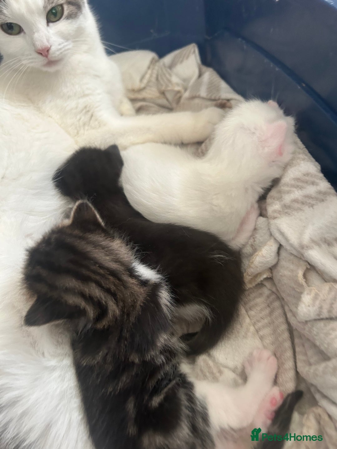 Mixed Breed cats for sale: Kittens  - Advert 4