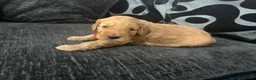 Mixed Breed dogs for sale: Outstanding litter of double doodles  - Advert 5