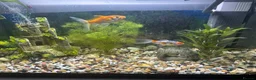 Goldfish fish for sale: Comet Goldfish in Enfield - Advert 4