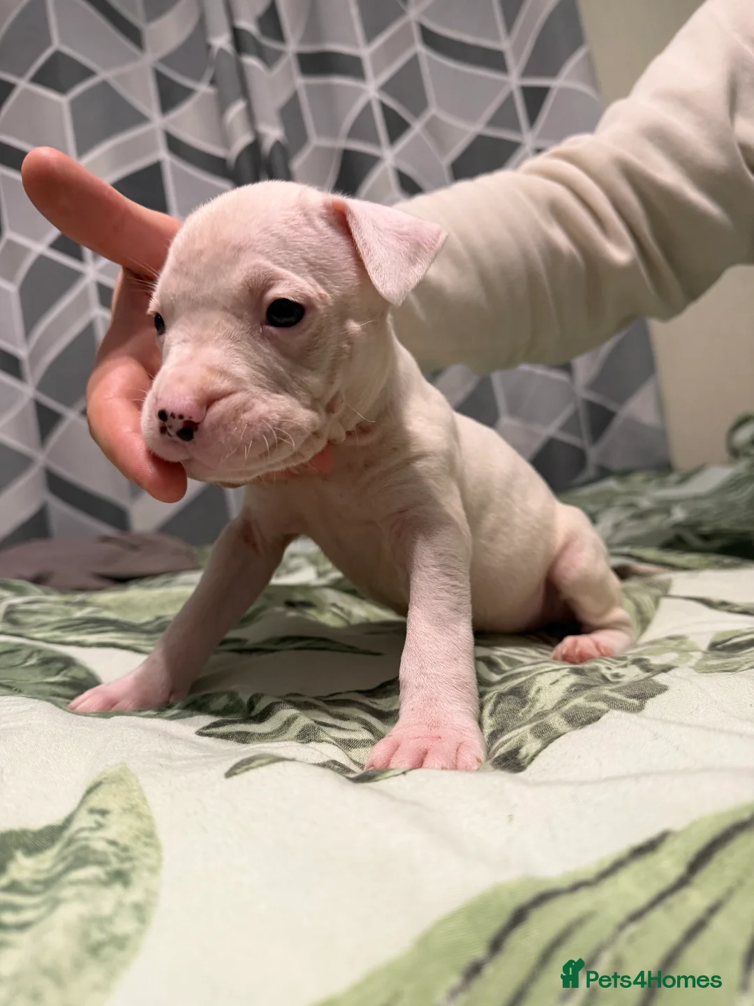 Mixed Breed dogs for sale: Puppies In Need Of New Home in Stoke-on-Trent - Advert 7