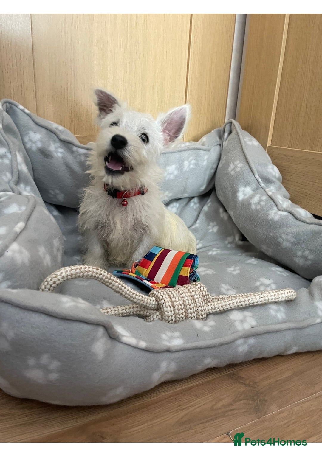 West Highland Terrier dogs for sale: Beautiful west highland terriers puppys - Image 14
